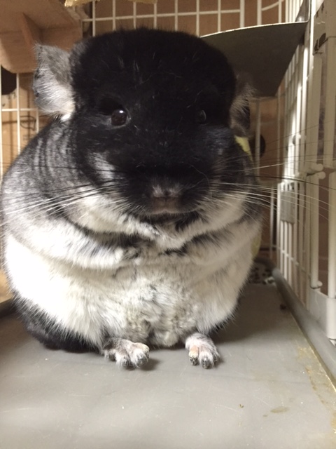 もうすぐかわいいチンチラの赤ちゃんが産まれます 賃貸解約業務 原状回復工事 賃貸建物専門総合サービス 株式会社ハウスクリエイト21