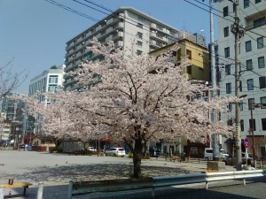花見桜